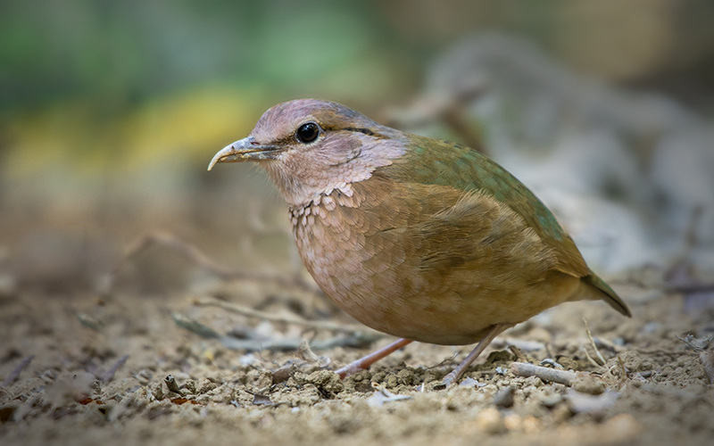 Blue-rumped Pitta (Hydrornis soror) at Di Linh Bird Hides - Southern Vietnam. Photo by: Phuc Le - Vietnam Bird Photography Tours - Vietbirdphototours.com